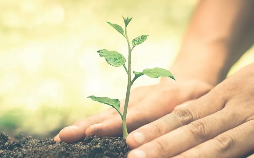 Seedling held in cupped hands, representing Ritver low-VOC and LEED grades